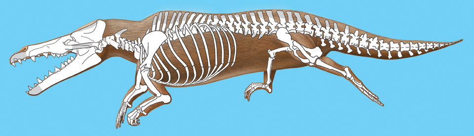 Maiacetus inuus